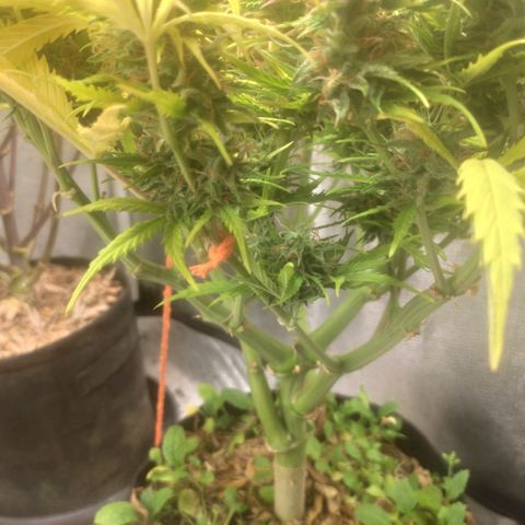 Deimos Caramel growlog timeline photo