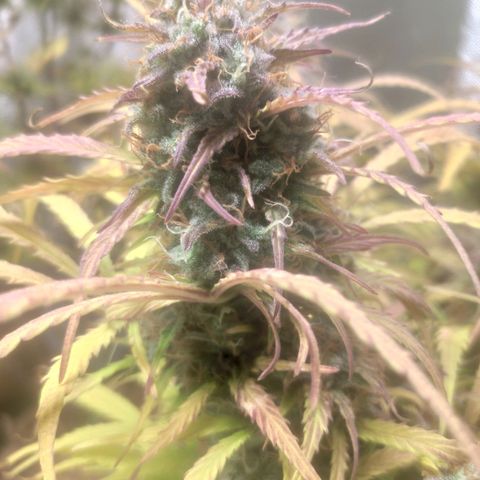 Deimos Caramel growlog timeline photo