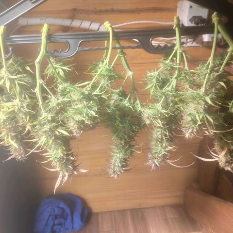Deimos Caramel growlog timeline photo