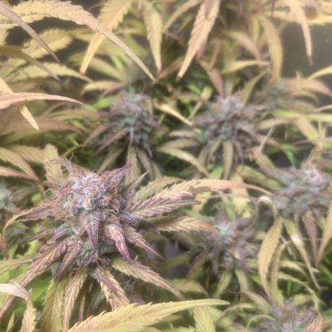 Deimos Caramel growlog timeline photo