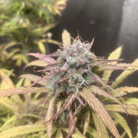 Deimos Caramel growlog timeline photo