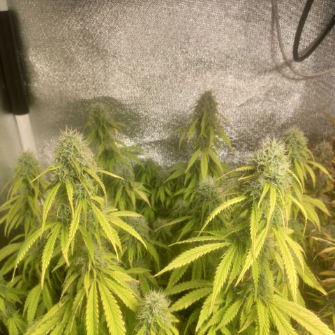 Deimos Caramel growlog timeline photo