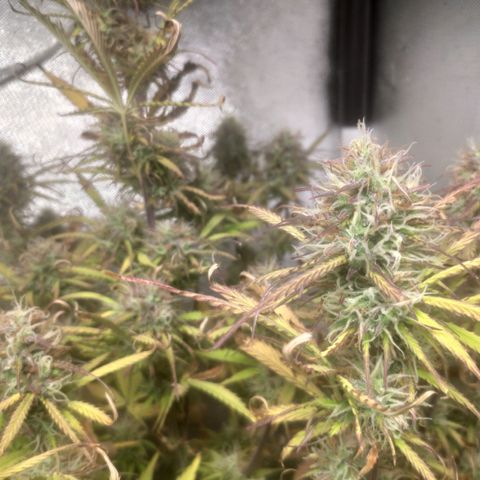 Deimos Caramel growlog timeline photo