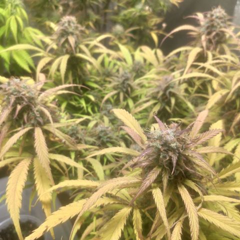 Deimos Caramel growlog timeline photo