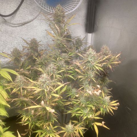 Deimos Caramel growlog timeline photo