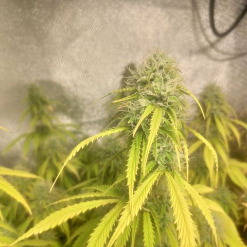 Deimos Caramel growlog timeline photo