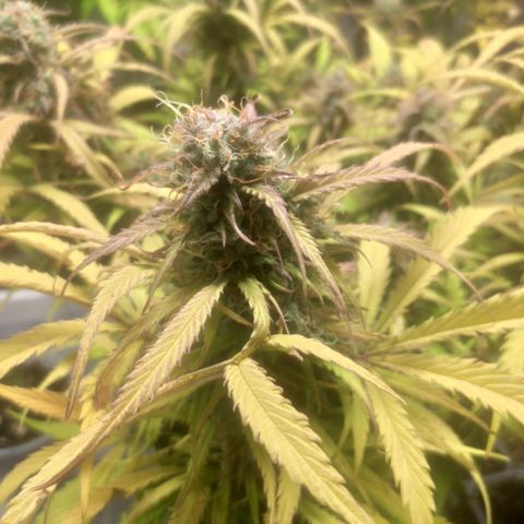 Deimos Caramel growlog timeline photo