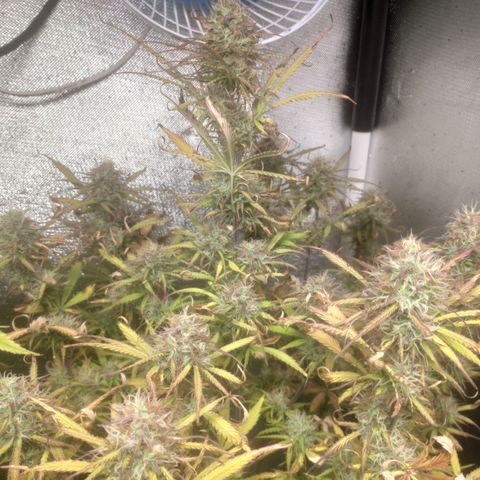 Deimos Caramel growlog timeline photo
