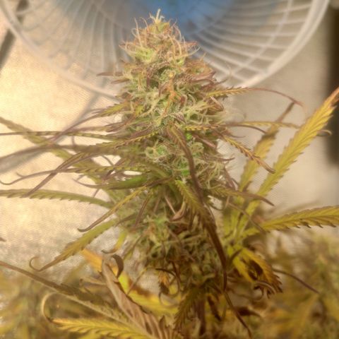 Deimos Caramel growlog timeline photo