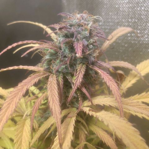 Deimos Caramel growlog timeline photo