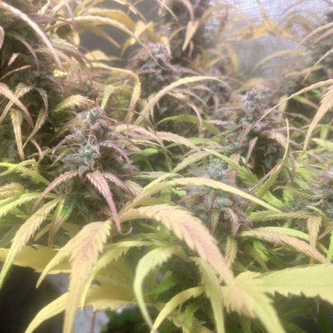 Deimos Caramel growlog timeline photo