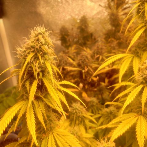 Deimos Caramel growlog timeline photo