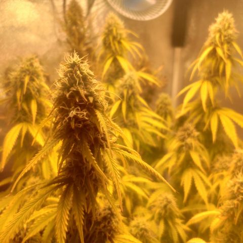 Deimos Caramel growlog timeline photo