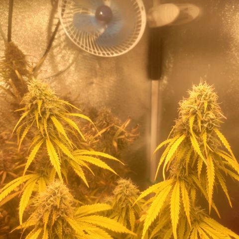 Deimos Caramel growlog timeline photo