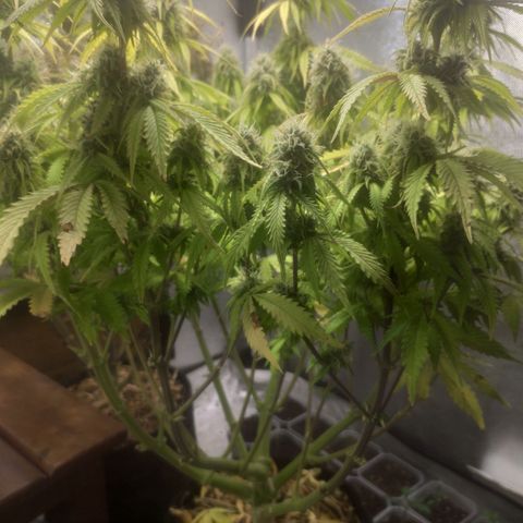Deimos Caramel growlog timeline photo