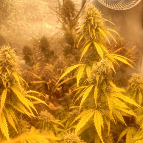 Deimos Caramel growlog timeline photo