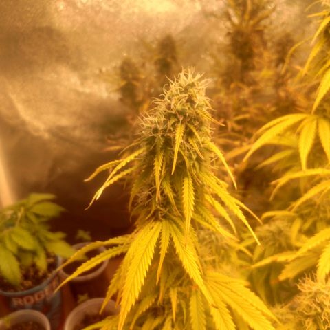 Deimos Caramel growlog timeline photo