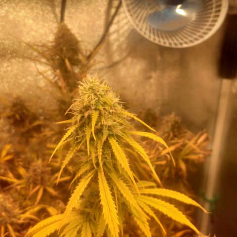 Deimos Caramel growlog timeline photo