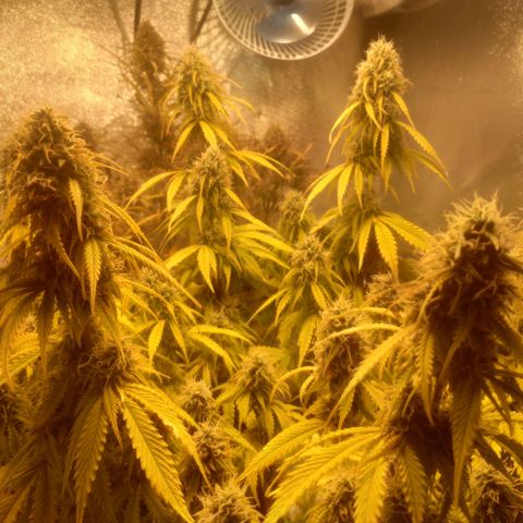 Deimos Caramel growlog timeline photo