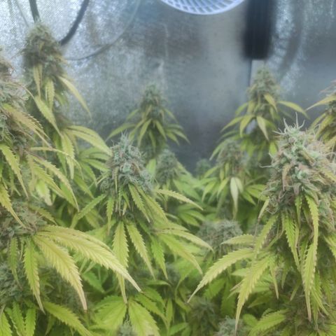 Deimos Caramel growlog timeline photo