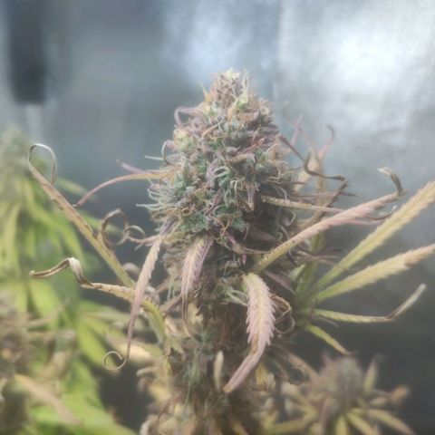 Deimos Caramel growlog timeline photo