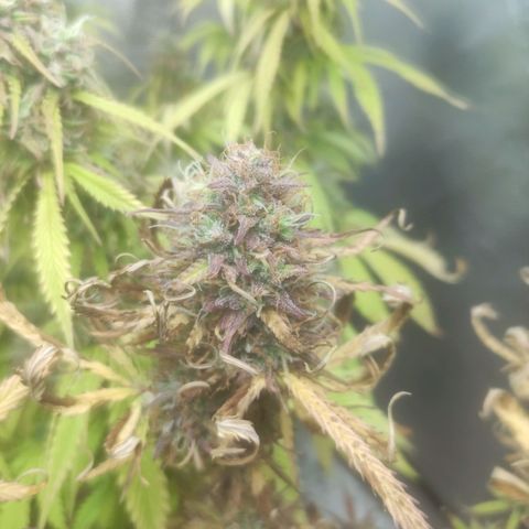 Deimos Caramel growlog timeline photo