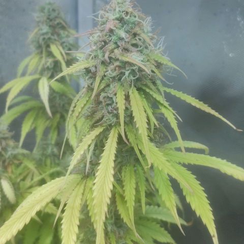 Deimos Caramel growlog timeline photo