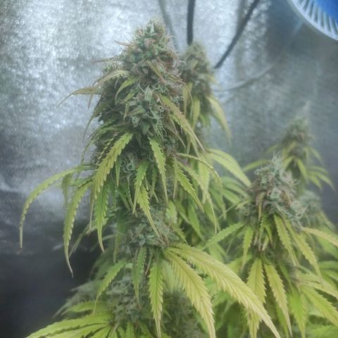 Deimos Caramel growlog timeline photo