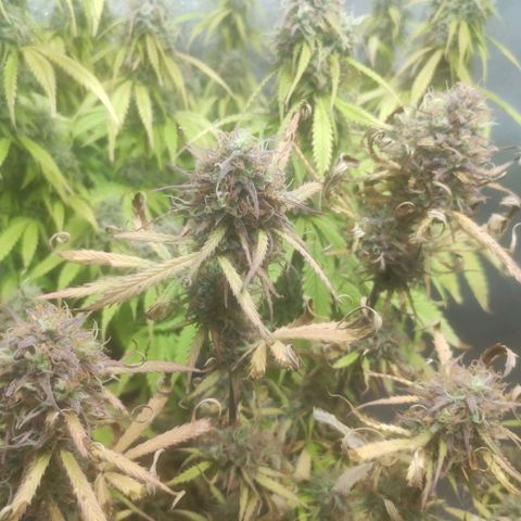 Deimos Caramel growlog timeline photo