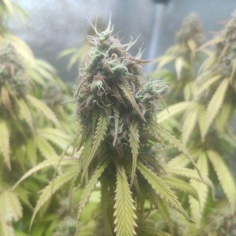 Deimos Caramel growlog timeline photo