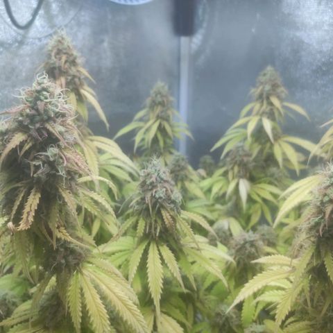 Deimos Caramel growlog timeline photo