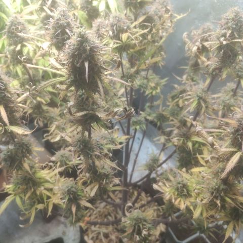 Deimos Caramel growlog timeline photo