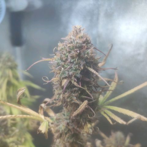 Deimos Caramel growlog timeline photo