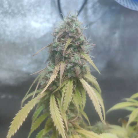 Deimos Caramel growlog timeline photo