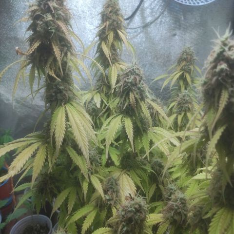 Deimos Caramel growlog timeline photo
