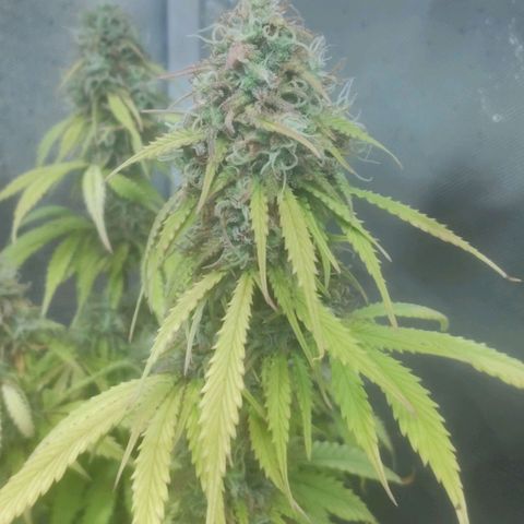 Deimos Caramel growlog timeline photo