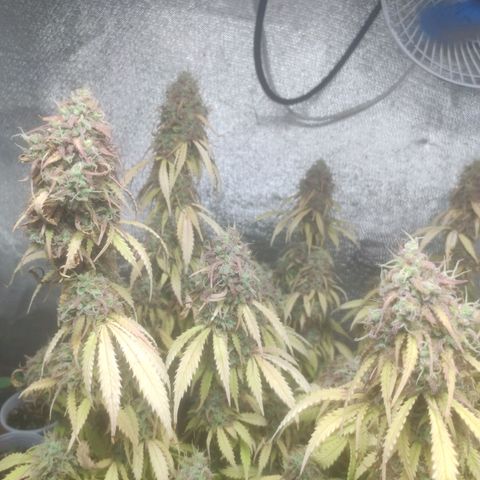Deimos Caramel growlog timeline photo
