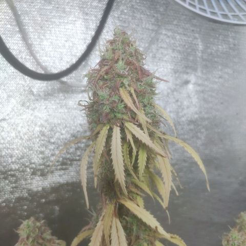 Deimos Caramel growlog timeline photo