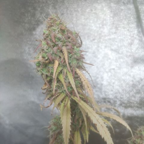 Deimos Caramel growlog timeline photo