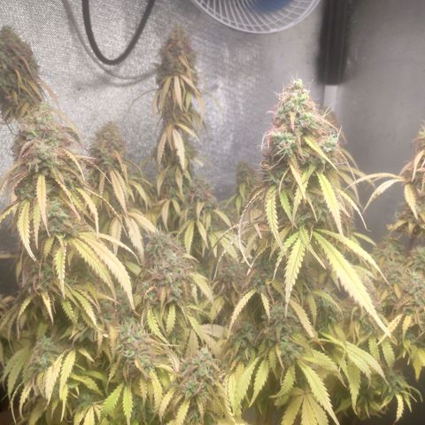 Deimos Caramel growlog timeline photo