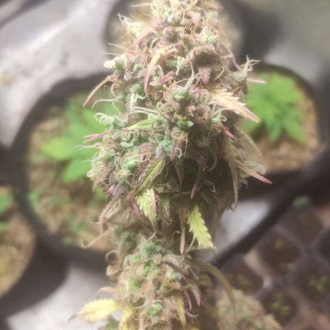 Deimos Caramel growlog timeline photo
