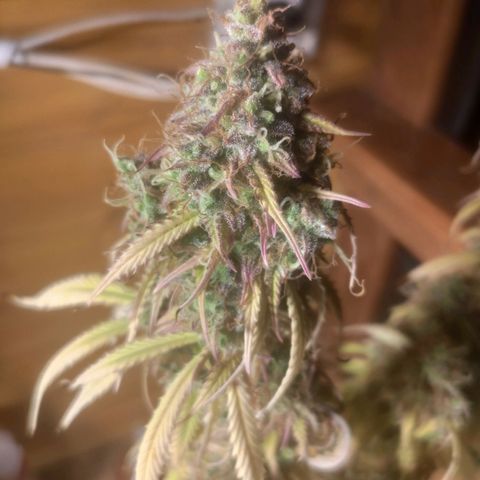 Deimos Caramel growlog timeline photo