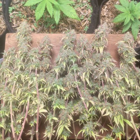 Deimos Caramel growlog timeline photo