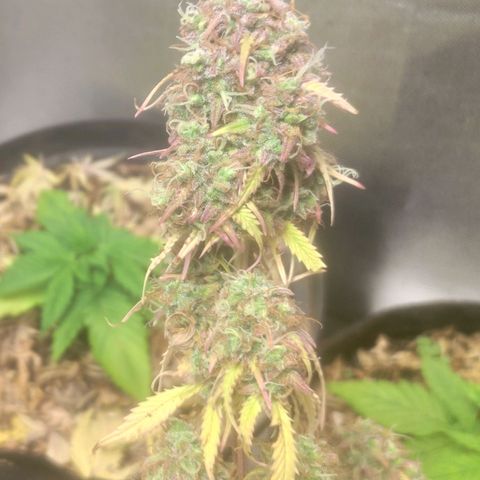 Deimos Caramel growlog timeline photo