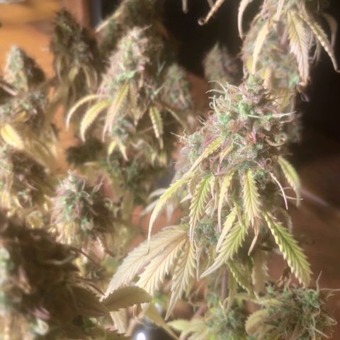 Deimos Caramel growlog timeline photo