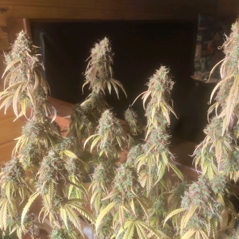 Deimos Caramel growlog timeline photo