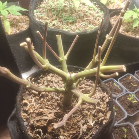 Deimos Caramel growlog timeline photo