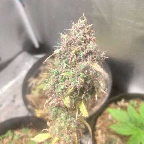 Deimos Caramel growlog timeline photo