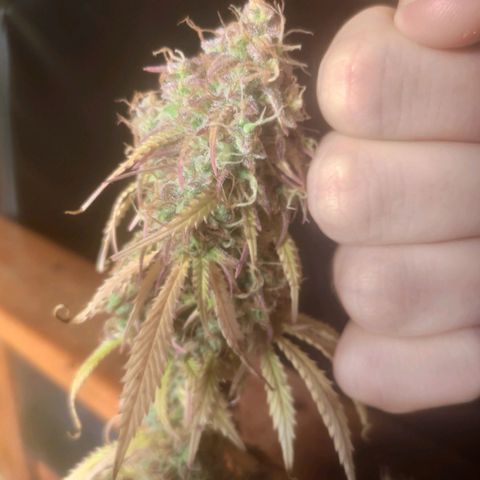Deimos Caramel growlog timeline photo