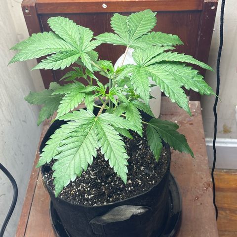 Cookies Gelato growlog timeline photo